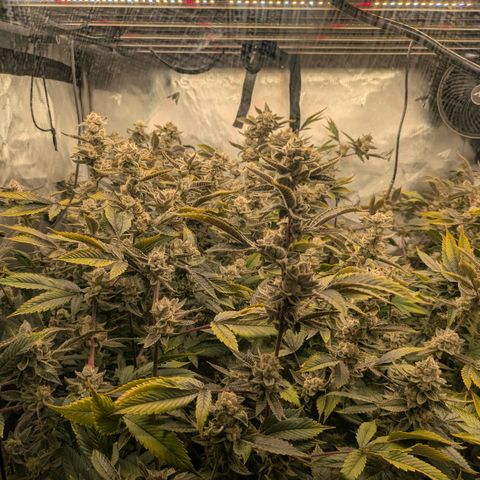 Dosido Cookies #8 growlog timeline photo