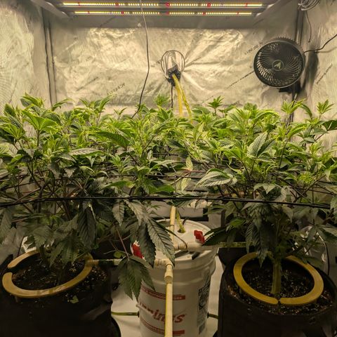 Dosido Cookies #9 growlog timeline photo