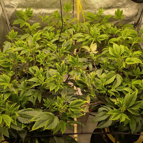 Dosido Cookies #9 growlog timeline photo