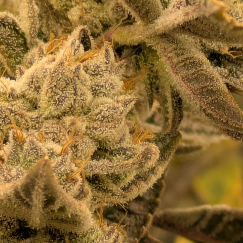 Dosido Cookies #8 growlog timeline photo