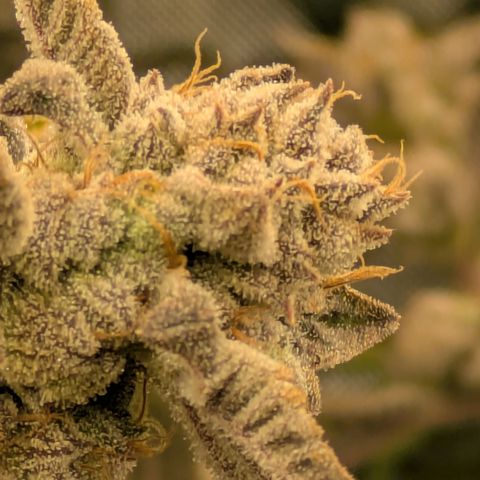 Dosido Cookies #8 growlog timeline photo