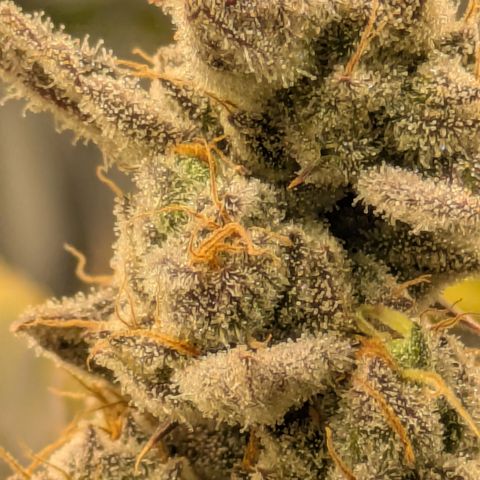 Dosido Cookies #8 growlog timeline photo
