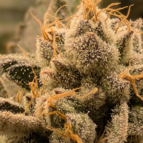 Dosido Cookies #8 growlog timeline photo