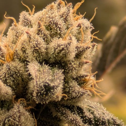 Dosido Cookies #8 growlog timeline photo