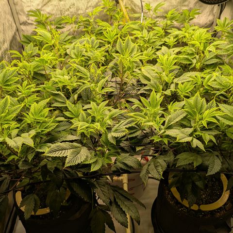 Dosido Cookies #9 growlog timeline photo