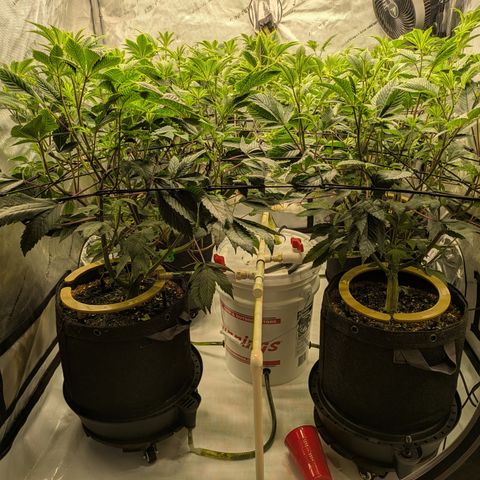 Dosido Cookies #9 growlog timeline photo