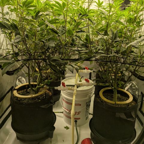 Dosido Cookies #9 growlog timeline photo