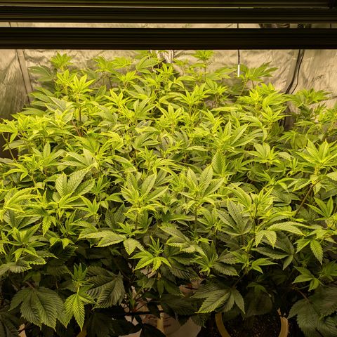Dosido Cookies #9 growlog timeline photo