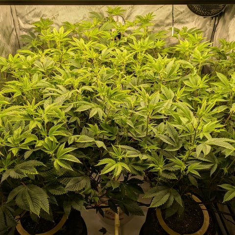 Dosido Cookies #9 growlog timeline photo