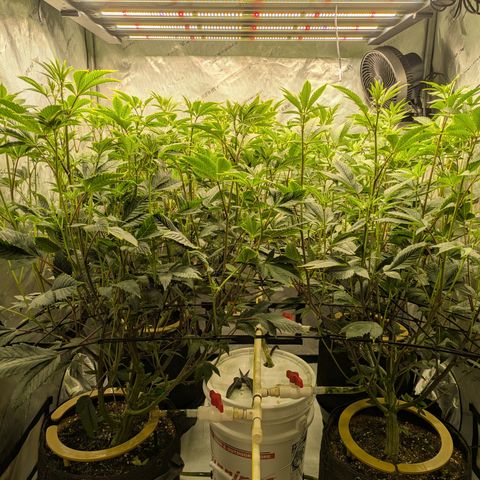 Dosido Cookies #9 growlog timeline photo