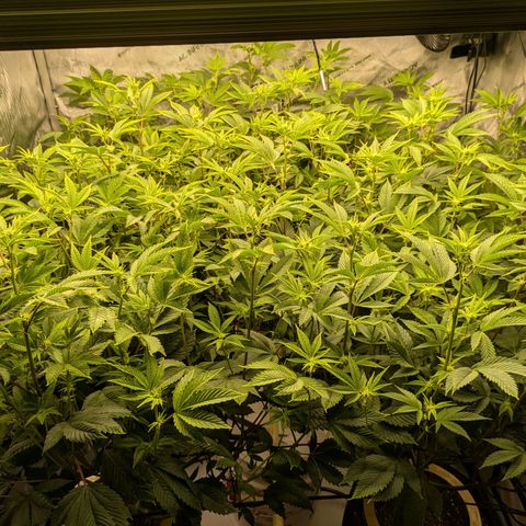 Dosido Cookies #9 growlog timeline photo