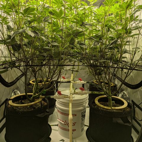 Dosido Cookies #9 growlog timeline photo