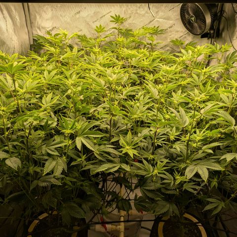 Dosido Cookies #9 growlog timeline photo