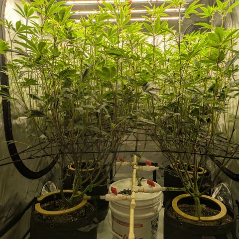 Dosido Cookies #9 growlog timeline photo