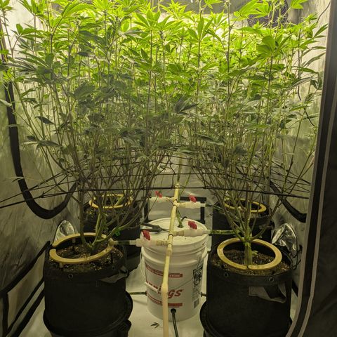 Dosido Cookies #9 growlog timeline photo
