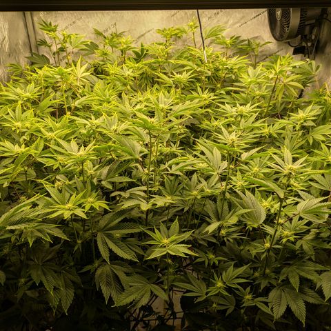 Dosido Cookies #9 growlog timeline photo