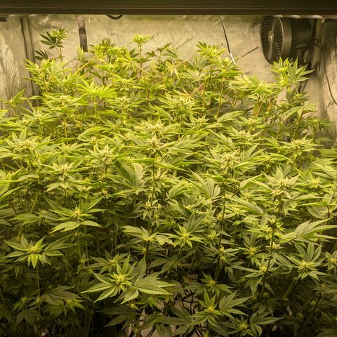 Dosido Cookies #9 growlog timeline photo