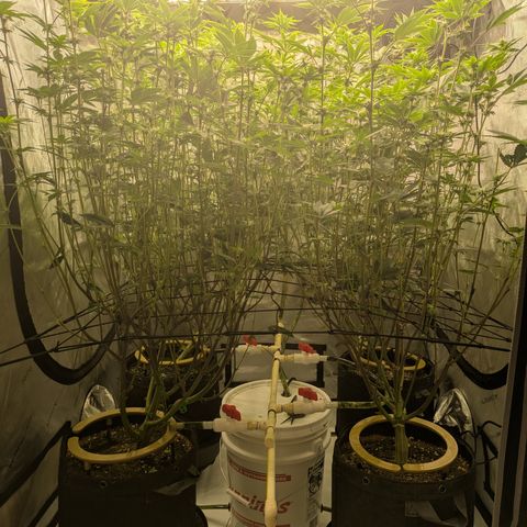 Dosido Cookies #9 growlog timeline photo