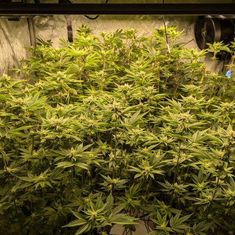 Dosido Cookies #9 growlog timeline photo