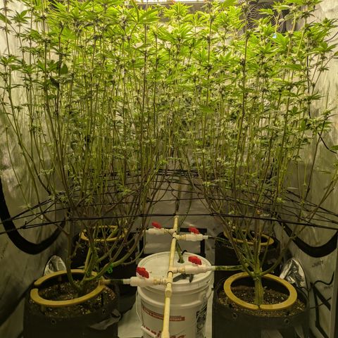 Dosido Cookies #9 growlog timeline photo