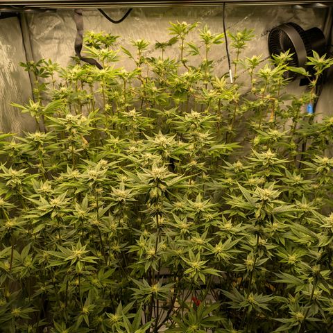 Dosido Cookies #9 growlog timeline photo