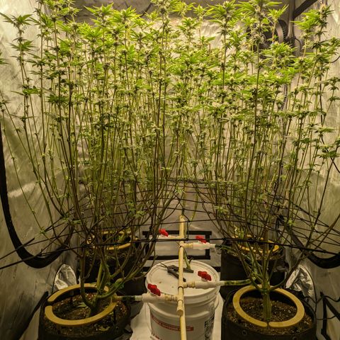 Dosido Cookies #9 growlog timeline photo