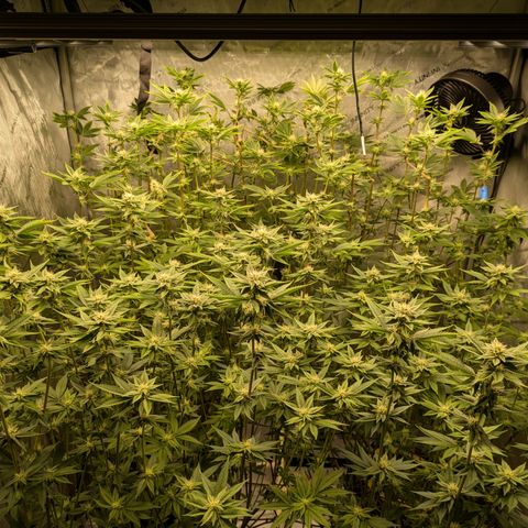 Dosido Cookies #9 growlog timeline photo
