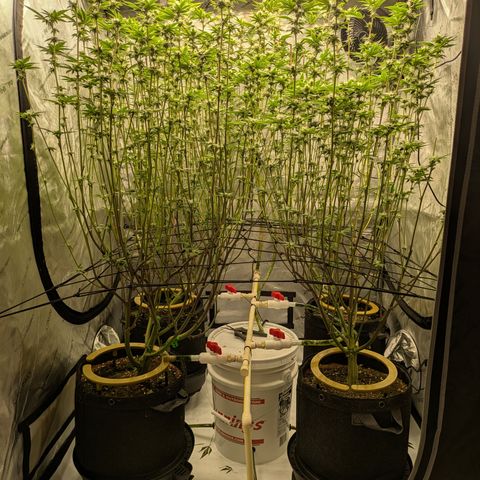 Dosido Cookies #9 growlog timeline photo