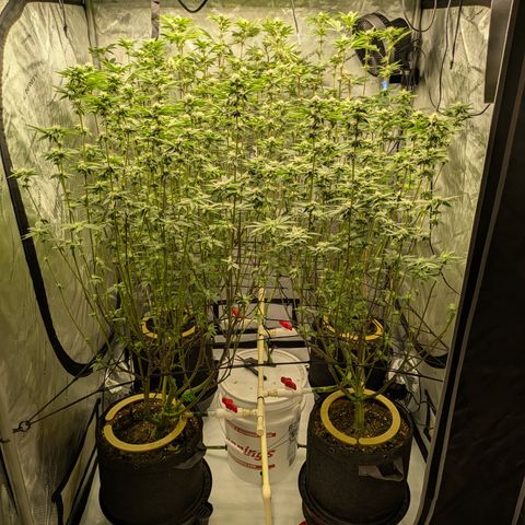 Dosido Cookies #9 growlog timeline photo