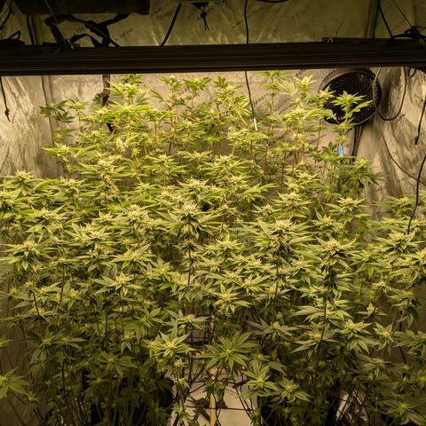 Dosido Cookies #9 growlog timeline photo