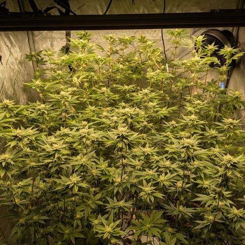 Dosido Cookies #9 growlog timeline photo