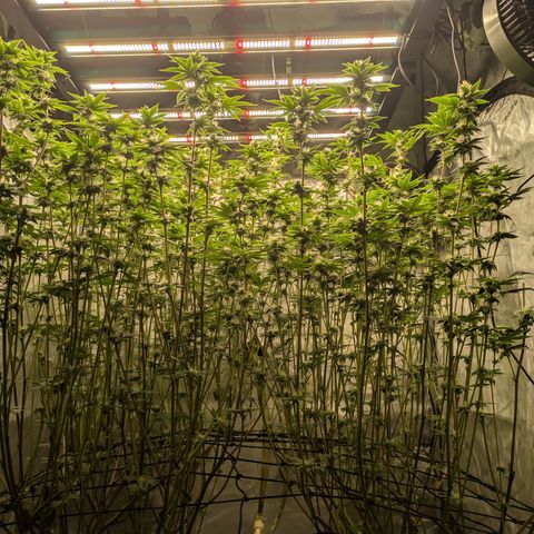 Dosido Cookies #9 growlog timeline photo