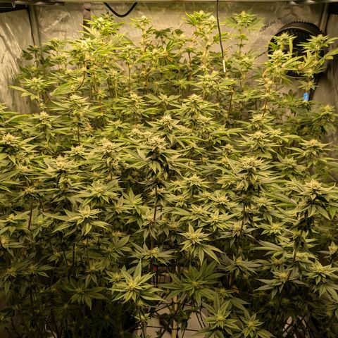 Dosido Cookies #9 growlog timeline photo