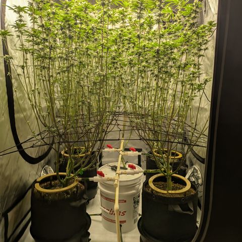 Dosido Cookies #9 growlog timeline photo
