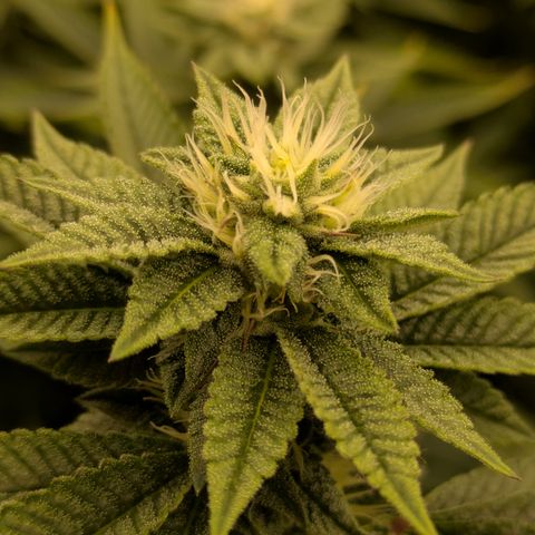 Dosido Cookies #9 growlog timeline photo