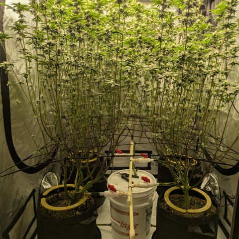Dosido Cookies #9 growlog timeline photo