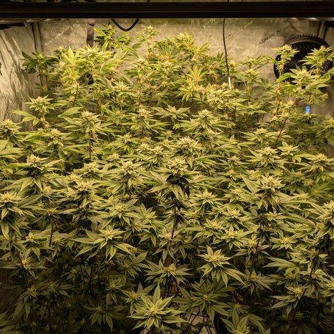 Dosido Cookies #9 growlog timeline photo