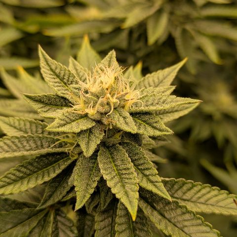 Dosido Cookies #9 growlog timeline photo