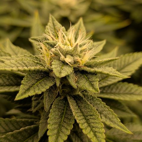 Dosido Cookies #9 growlog timeline photo