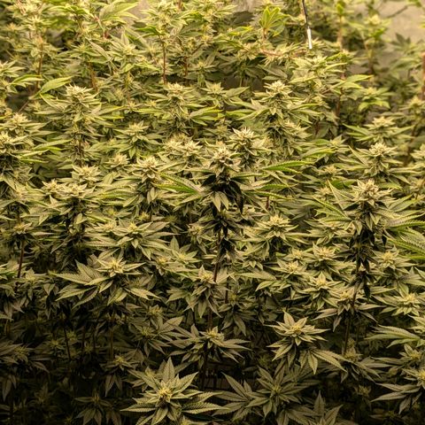 Dosido Cookies #9 growlog timeline photo