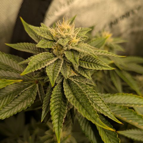 Dosido Cookies #9 growlog timeline photo