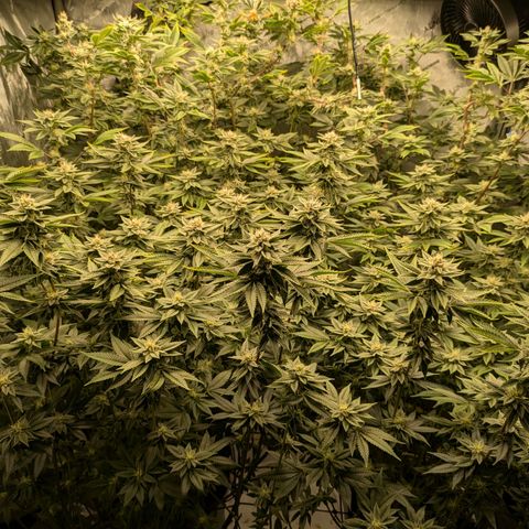 Dosido Cookies #9 growlog timeline photo
