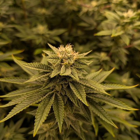 Dosido Cookies #9 growlog timeline photo