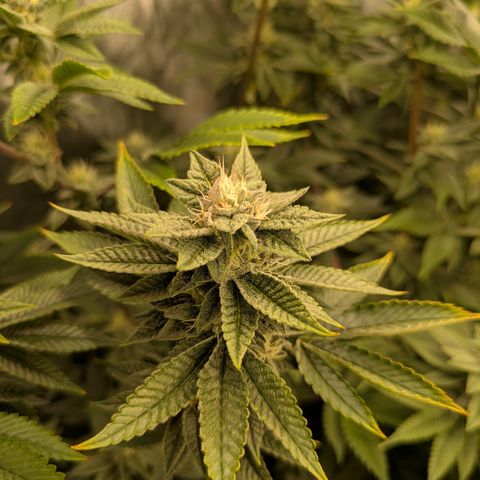 Dosido Cookies #9 growlog timeline photo