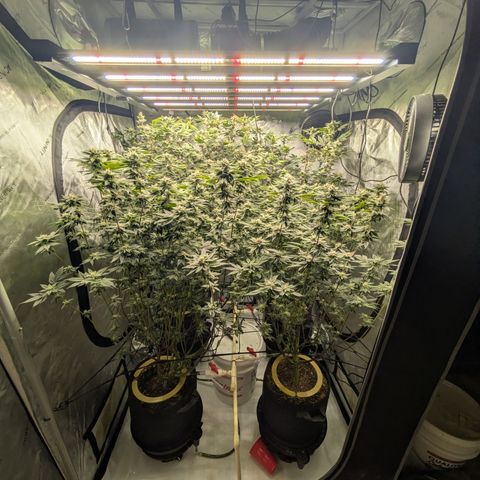 Dosido Cookies #9 growlog timeline photo