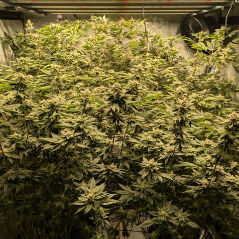 Dosido Cookies #9 growlog timeline photo