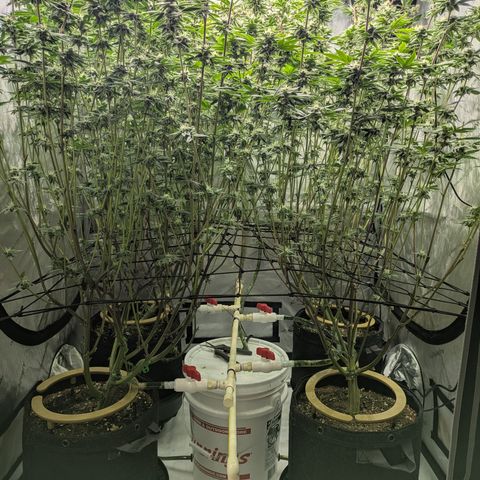 Dosido Cookies #9 growlog timeline photo