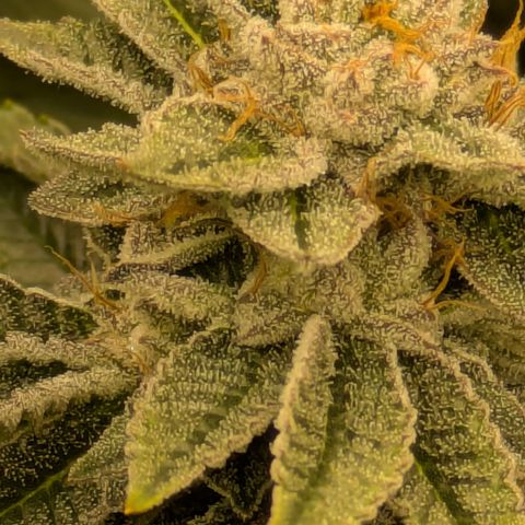 Dosido Cookies #9 growlog timeline photo