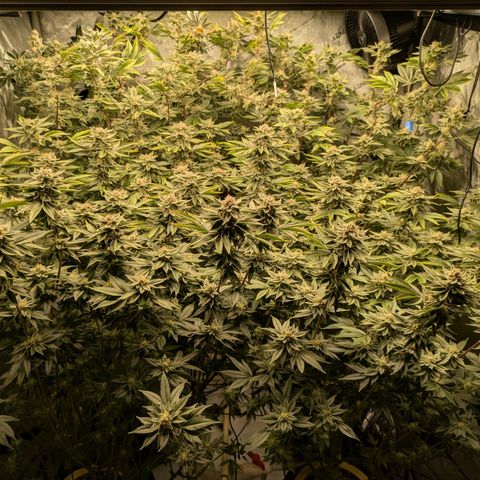 Dosido Cookies #9 growlog timeline photo