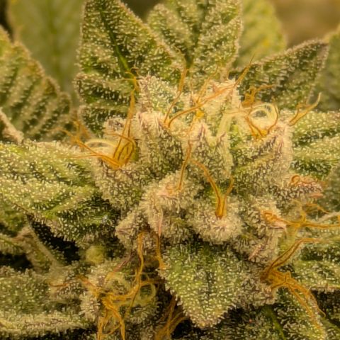 Dosido Cookies #9 growlog timeline photo